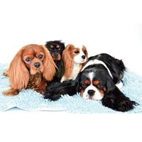 骑士查理王小猎犬的颜色