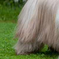 古代长须牧羊犬的后腿