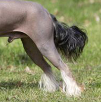 中国冠毛犬的后腿