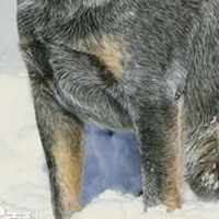 澳大利亚牧牛犬的胸部