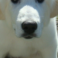 大白熊犬的鼻子