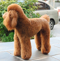 贵宾犬的整体描述