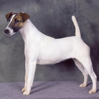 平毛猎狐梗的颜色