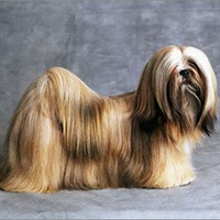 拉萨犬的整体描述