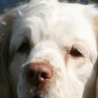 克伦伯猎鹬犬的眼睛