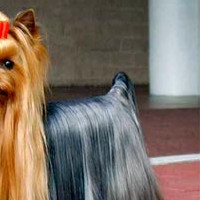 约克夏梗的尾巴