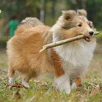 喜乐蒂牧羊犬的整体描述