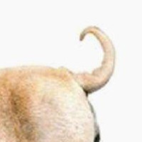 中国沙皮犬的尾巴