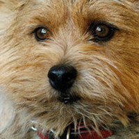 罗威士梗的鼻子