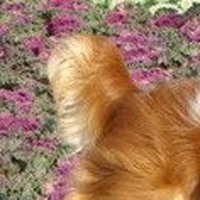 骑士查理王小猎犬的尾巴