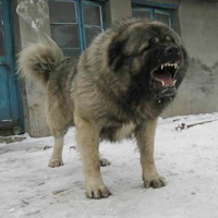 高加索犬的颜色