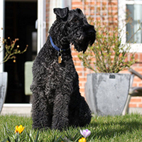 爱尔兰梗的整体描述