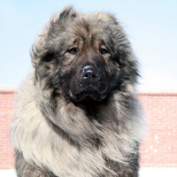 高加索犬的毛发