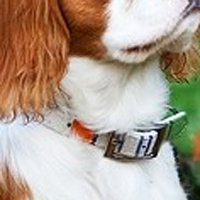 骑士查理王小猎犬的颈部