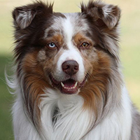 澳大利亚牧羊犬的颜色