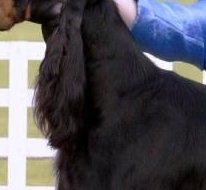 哥顿雪达犬的颈部