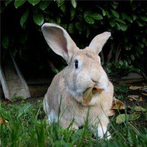 柏鲁美路兔图片