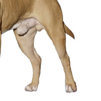 斯塔福郡斗牛梗的后腿