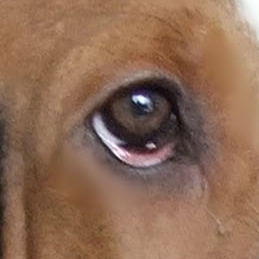 巴吉度犬的眼睛