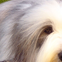 古代长须牧羊犬的耳朵