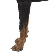 法国狼犬的前腿