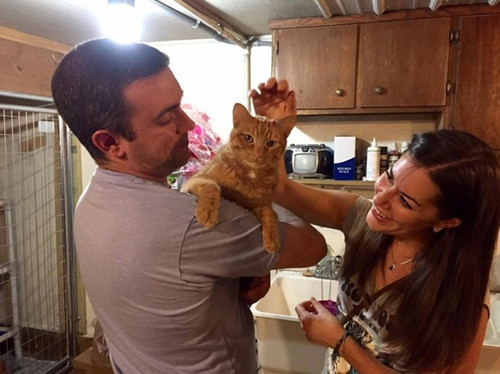 夫妻开4天3夜的车 只为领养橘猫