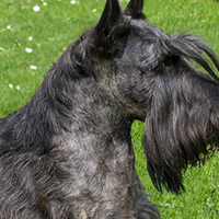 苏格兰梗的颈部