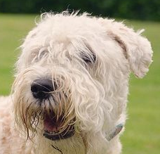 软毛麦色梗的颈部