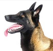 比利时玛利诺犬的头部