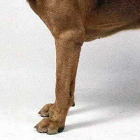 寻血猎犬的前腿