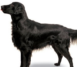 平毛寻回犬的颜色