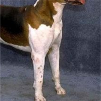 英国猎狐犬的胸部