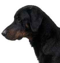 法国狼犬的鼻子