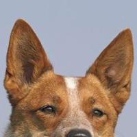 澳大利亚牧牛犬的耳朵