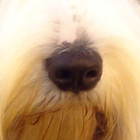 古代长须牧羊犬的鼻子