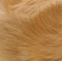 喜乐蒂牧羊犬的毛发