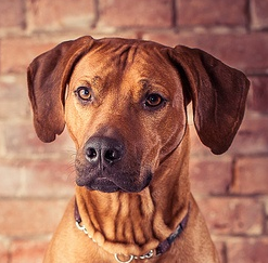 罗得西亚脊背犬的眼睛