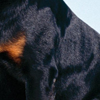 罗威纳犬的毛发