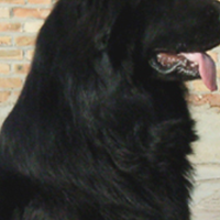 比利时牧羊犬的颈部