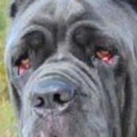 纽波利顿獒犬的眼睛