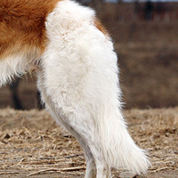 苏俄猎狼犬的尾巴