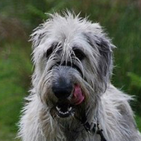 爱尔兰猎狼犬的头部