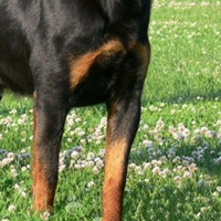 罗威纳犬的前腿