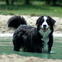 伯恩山犬的整体描述