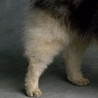 荷兰毛狮犬的后腿