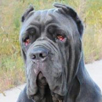 纽波利顿獒犬的头部