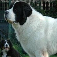 纽芬兰犬的颈部