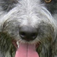 波兰低地牧羊犬的鼻子