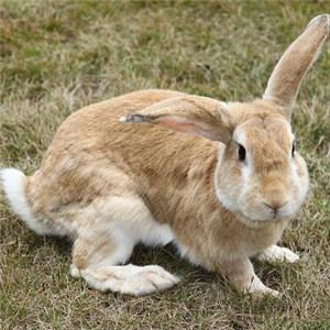 豫丰黄兔图片