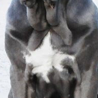 纽波利顿獒犬的胸部